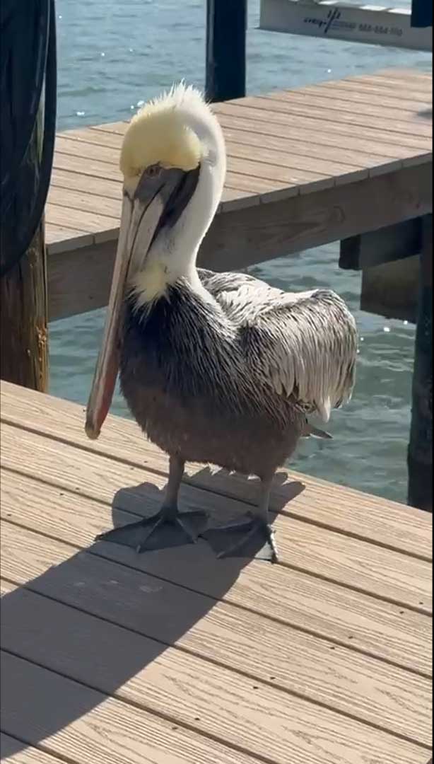 Pelican on the Dock
